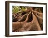 Morton Bay Fig Tree, Selby Gardens, Sarasota, Florida-Adam Jones-Framed Photographic Print