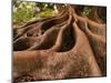 Morton Bay Fig Tree, Selby Gardens, Sarasota, Florida-Adam Jones-Mounted Photographic Print