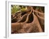 Morton Bay Fig Tree, Selby Gardens, Sarasota, Florida-Adam Jones-Framed Photographic Print