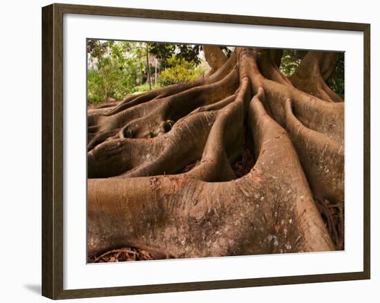 Morton Bay Fig Tree, Selby Gardens, Sarasota, Florida-Adam Jones-Framed Photographic Print