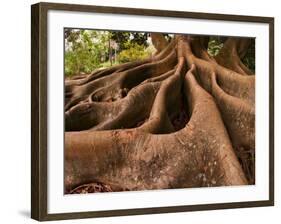 Morton Bay Fig Tree, Selby Gardens, Sarasota, Florida-Adam Jones-Framed Photographic Print