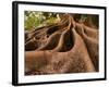 Morton Bay Fig Tree, Selby Gardens, Sarasota, Florida-Adam Jones-Framed Photographic Print