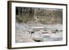 Mortuary Temple of Queen Hatshepsut, Dayr Al-Bahri, Egypt, C1457 Bc-null-Framed Photographic Print