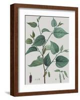 Morus-Pierre Joseph Redoute-Framed Giclee Print