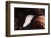 Moryeel-Ahmed Elgohary-Framed Photographic Print