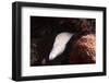 Moryeel-Ahmed Elgohary-Framed Photographic Print