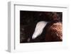 Moryeel-Ahmed Elgohary-Framed Photographic Print