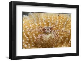 Mosaic Boxer Crab-Hal Beral-Framed Photographic Print