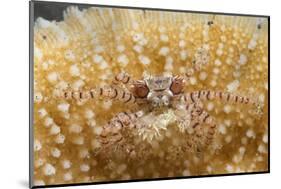 Mosaic Boxer Crab-Hal Beral-Mounted Photographic Print