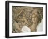 Mosaic Floor from a Roman Villa at Sepphoris Depicting Scenes from the Life of Dionysus-null-Framed Giclee Print