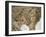 Mosaic Floor from a Roman Villa at Sepphoris Depicting Scenes from the Life of Dionysus-null-Framed Giclee Print