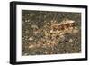 Mosaic Octopus-Hal Beral-Framed Photographic Print