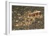 Mosaic Octopus-Hal Beral-Framed Photographic Print