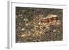 Mosaic Octopus-Hal Beral-Framed Photographic Print