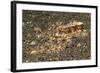 Mosaic Octopus-Hal Beral-Framed Photographic Print