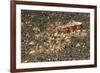 Mosaic Octopus-Hal Beral-Framed Photographic Print