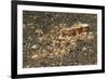 Mosaic Octopus-Hal Beral-Framed Photographic Print