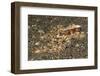 Mosaic Octopus-Hal Beral-Framed Photographic Print