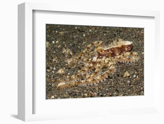 Mosaic Octopus-Hal Beral-Framed Photographic Print