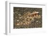 Mosaic Octopus-Hal Beral-Framed Photographic Print