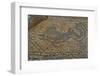 Mosaic of Dolphin from Temple to Athena, Soloi, North Cyprus, Cyprus, Europe-Neil Farrin-Framed Photographic Print