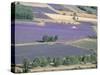 Mosaic of Fields of Lavander Flowers Ready for Harvest, Sault, Provence, France, June 2004-Inaki Relanzon-Stretched Canvas