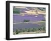 Mosaic of Fields of Lavander Flowers Ready for Harvest, Sault, Provence, France, June 2004-Inaki Relanzon-Framed Photographic Print