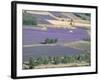 Mosaic of Fields of Lavander Flowers Ready for Harvest, Sault, Provence, France, June 2004-Inaki Relanzon-Framed Photographic Print