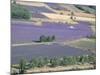 Mosaic of Fields of Lavander Flowers Ready for Harvest, Sault, Provence, France, June 2004-Inaki Relanzon-Mounted Photographic Print