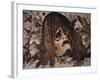 Mosaic of Tragic Mask from House of the Faun in Pompeii-Gustavo Tomsich-Framed Giclee Print