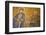 Mosaic of Virgin Mary and Infant Jesus Christ Found in the Hagia Sophia Museum-Simon Montgomery-Framed Photographic Print