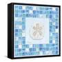 Mosaic Sanddollar-Paul Brent-Framed Stretched Canvas