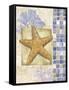 Mosaic Shell Collage II-Paul Brent-Framed Stretched Canvas