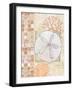 Mosaic Shell Collage IV-Paul Brent-Framed Art Print