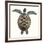 Mosaic Turtle I-Grace Popp-Framed Art Print