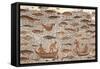 Mosaic Work Depicting a Fishing Scene in Waters Abounding in Fish-null-Framed Stretched Canvas