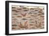 Mosaic Work Depicting a Fishing Scene in Waters Abounding in Fish-null-Framed Giclee Print