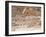 Mosaics Showing Map of Palestine, St. George Orthodox Christian Church, Madaba, Jordan, Middle East-Tondini Nico-Framed Photographic Print