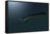 Mosasaur Swimming in Prehistoric Waters-null-Framed Stretched Canvas