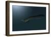 Mosasaur Swimming in Prehistoric Waters-null-Framed Premium Giclee Print