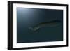 Mosasaur Swimming in Prehistoric Waters-null-Framed Premium Giclee Print