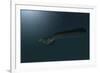 Mosasaur Swimming in Prehistoric Waters-null-Framed Art Print