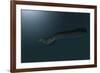 Mosasaur Swimming in Prehistoric Waters-null-Framed Art Print