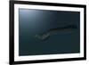 Mosasaur Swimming in Prehistoric Waters-null-Framed Art Print