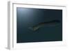 Mosasaur Swimming in Prehistoric Waters-null-Framed Art Print