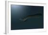 Mosasaur Swimming in Prehistoric Waters-null-Framed Art Print