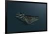 Mosasaur Swimming in Prehistoric Waters-null-Framed Art Print