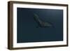 Mosasaur Swimming in Prehistoric Waters-null-Framed Art Print