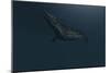 Mosasaur Swimming in Prehistoric Waters-null-Mounted Art Print