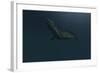 Mosasaur Swimming in Prehistoric Waters-null-Framed Art Print